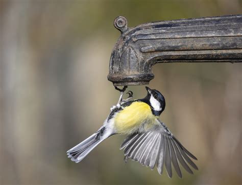 How to tell a blue tit from great tits, coal tits and the rest of ...